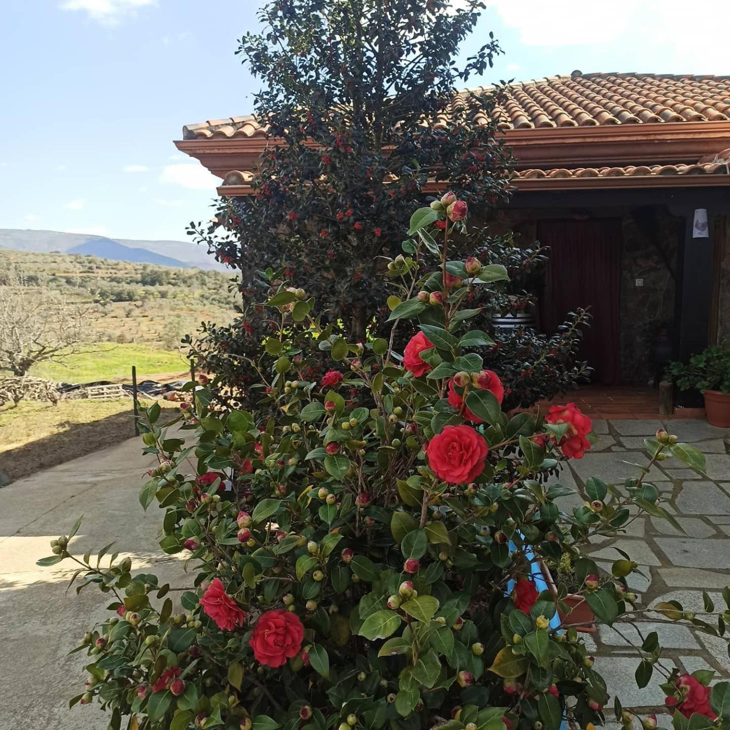 Casa Rural Los Olivos Sotoserrano ภายนอก รูปภาพ